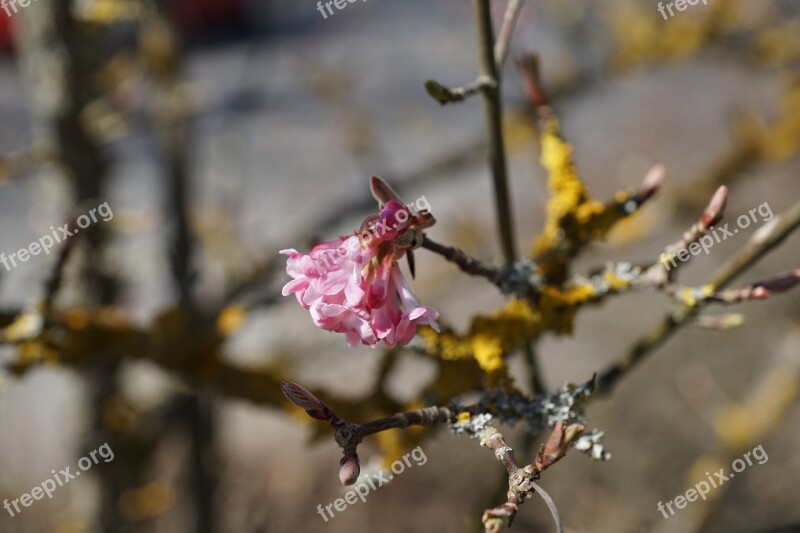 Flourished Spring Tree Macro Party