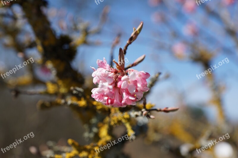 Flourished Spring Tree Macro Party