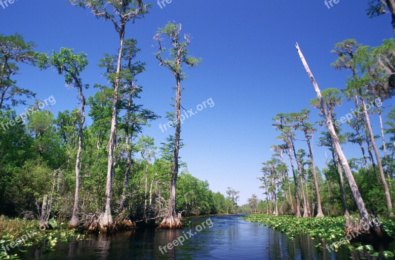 Swamp Water Trees Cypress Bald