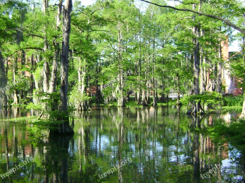 Swamp Cypress Lake Water Landscape Louisiana