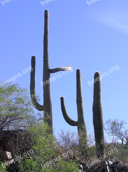 Cactus Saguaro Southwest West Dry