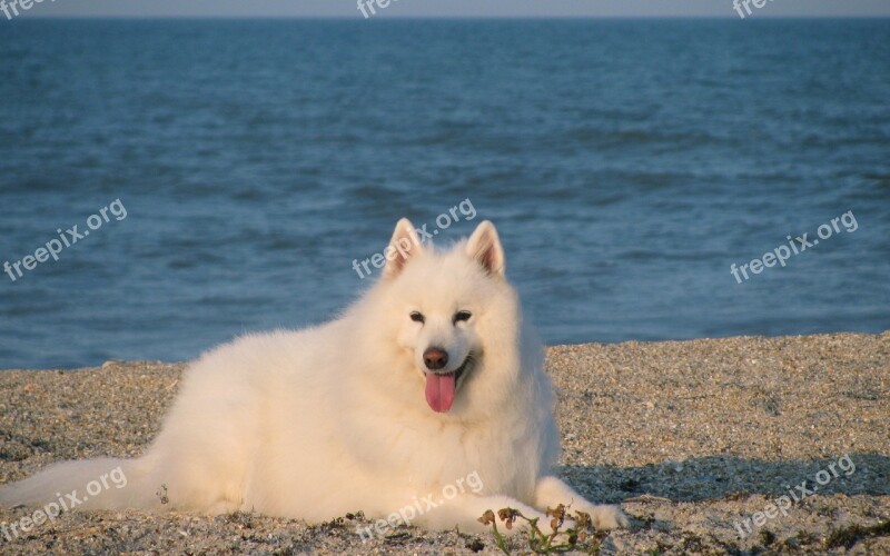 Dog Canine Samoyed White Beach