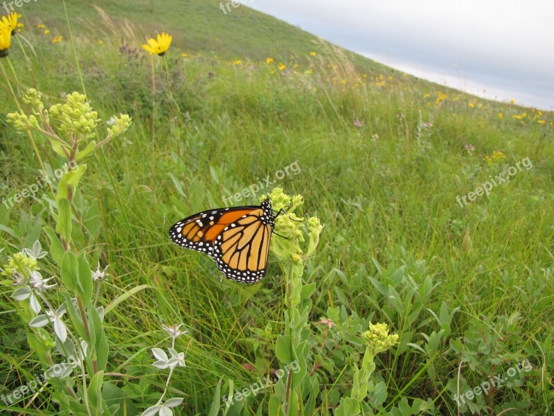 Monarch Butterfly Macro Insect Nature