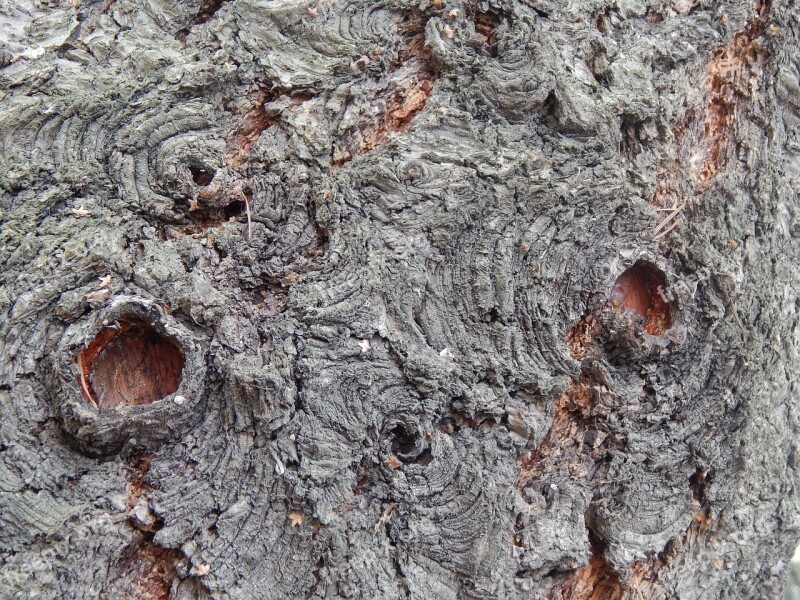 Bark Holes Tree Spring Free Photos