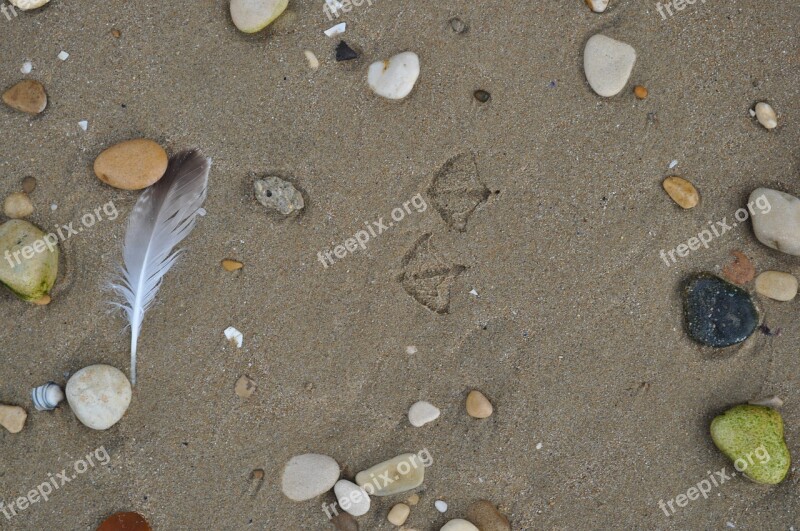 Sand Footprints Seagull Beach Ocean