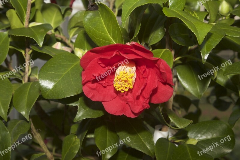 Nature Flower Camellia Camellia Japonica Red