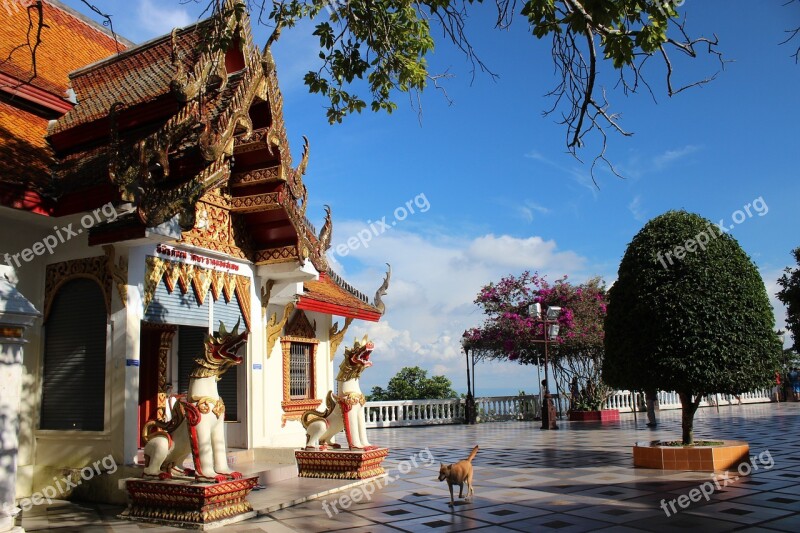 Blue Sky Temple Dog Tree Suthep