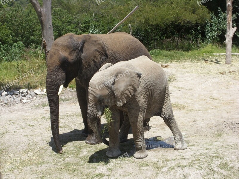 Africam Safari Elephant Wildlife Nature Ears