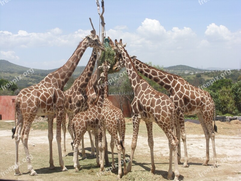 Giraffe Africam Safari Animals Nature Wildlife