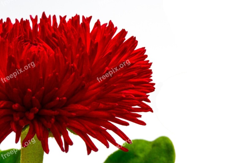 Bellis Red Bellis Philosophy Wild Daisy Daisy