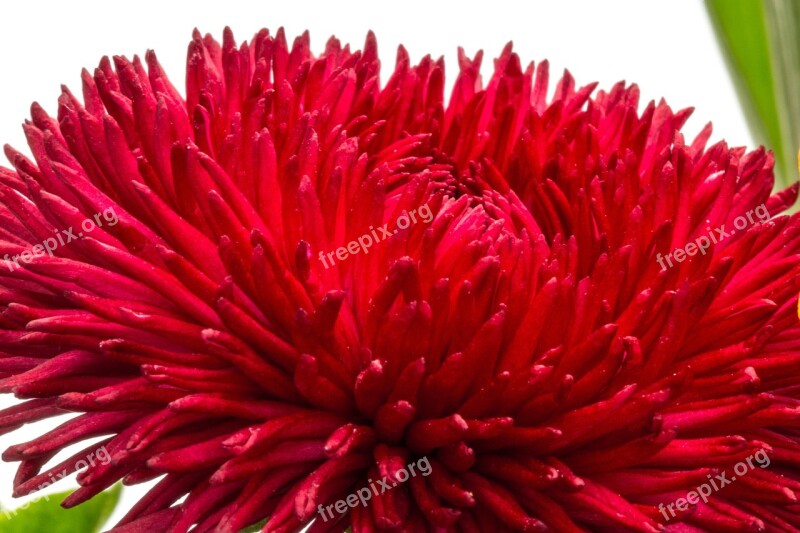 Bellis Red Bellis Philosophy Wild Daisy Daisy