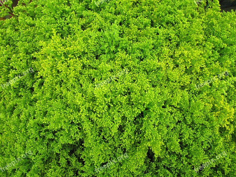 Green Cut Flowers Solidago Tare Plant