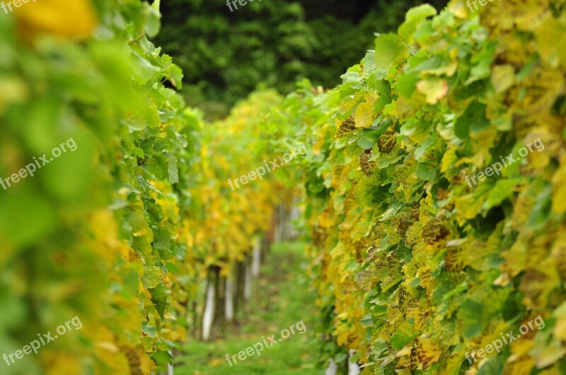 Vineyards Winegrowing Vines Autumn Free Photos