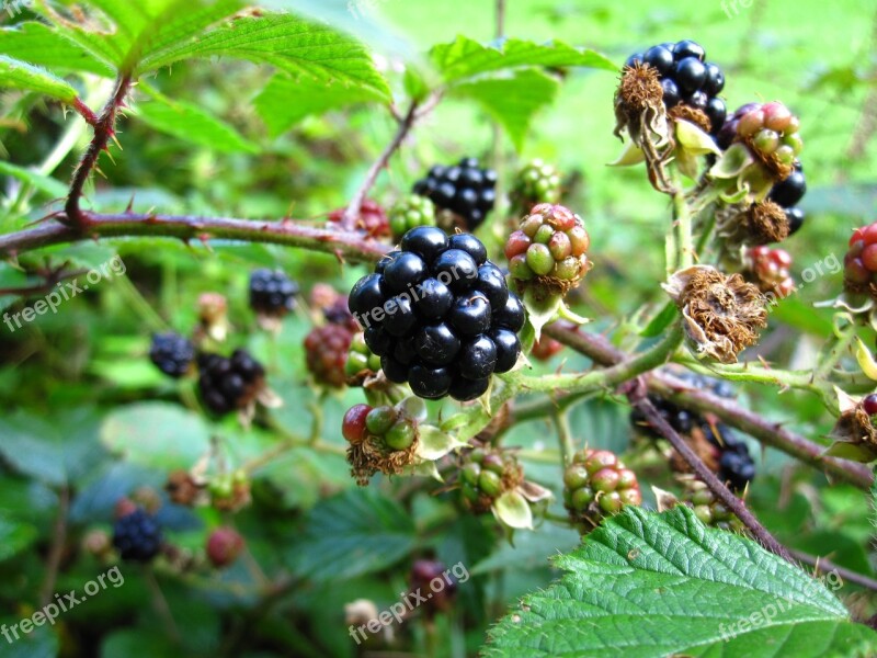 Blackberry Black Blackberries Sweet Ripe