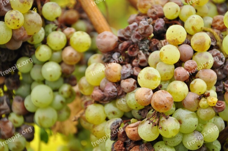 Grapes Green Winegrowing Vine Green Grapes