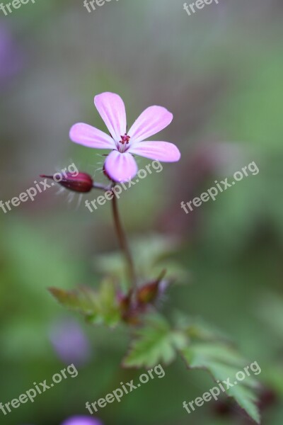 Cranesbill Blossom Bloom Flower Flora