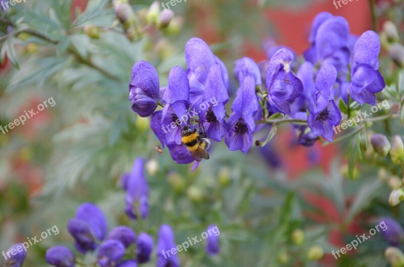 Flowers Bee Landscape Insect Pollination