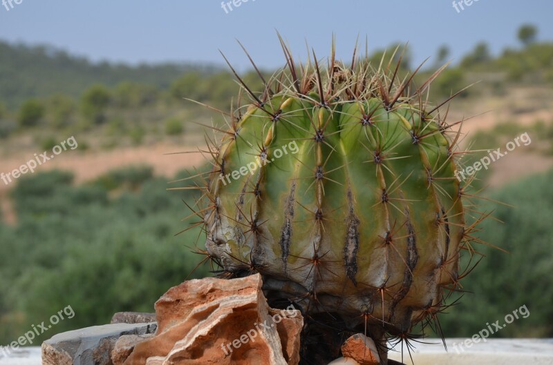 Cactus Plant Field Thorns Flowerpot