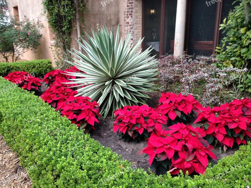 Christmas Holiday Flowers Xmas Red