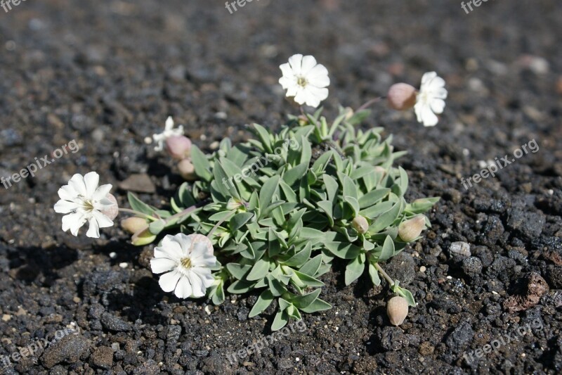 Iceland Flowers Lava Free Photos