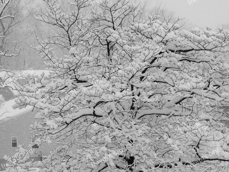 Winter Snow Tree Cold White