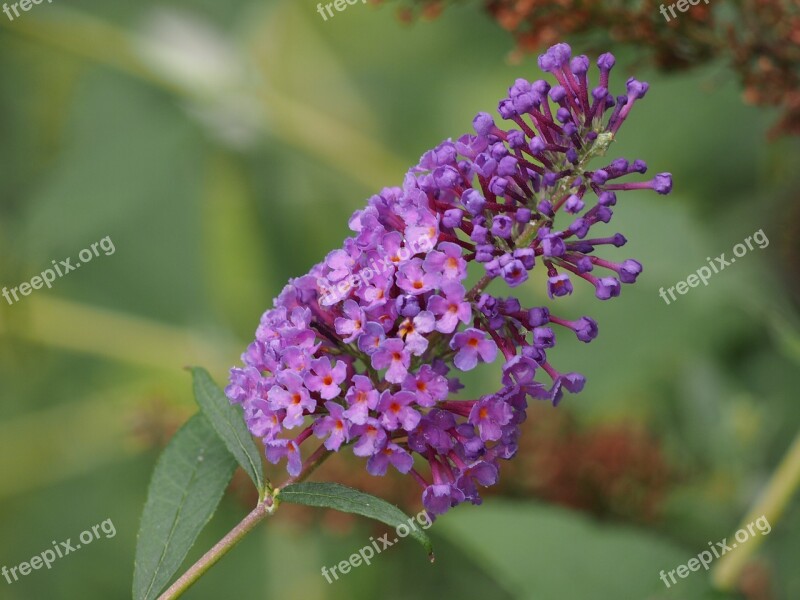 Butterfly Bush Flower Purple Butterfly Nature