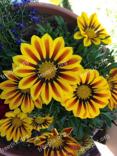 Flowers Yellow Spring Plant Blossom