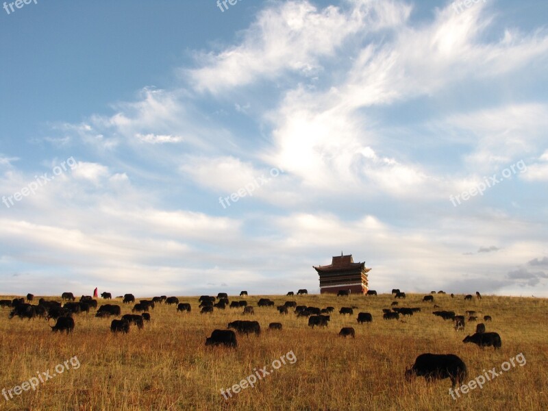 Blue Sky Herd Artistic Conception Free Photos