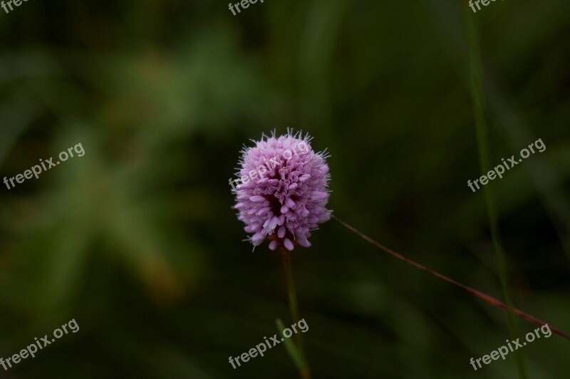 Nature Flower Clover Summer Garden Flower