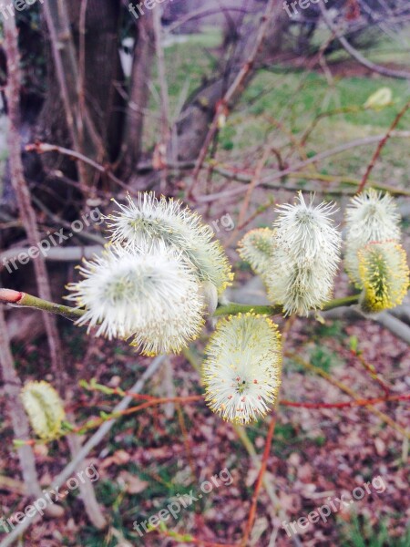 Pasture Tree Weeping Willow Party Luck