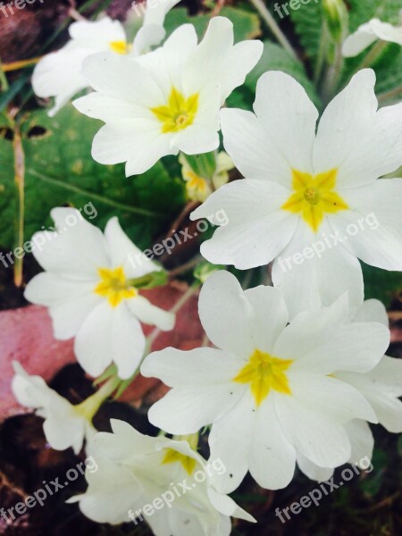 Cowslip White Yellow Primrose Blossom