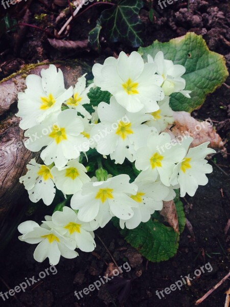 Cowslip Flowers White Yellow Blossom