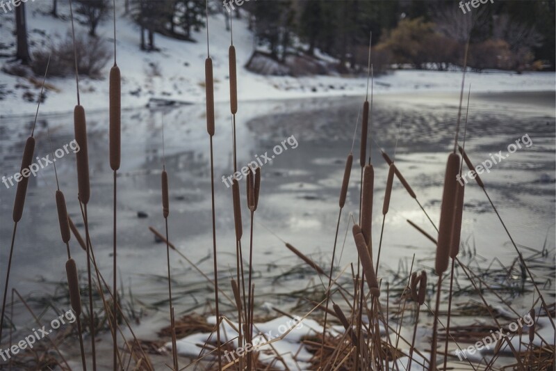 Cattails Plants River Water Winter