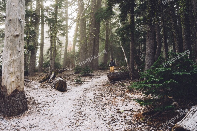 Hiking Trek Trail Woods Forest