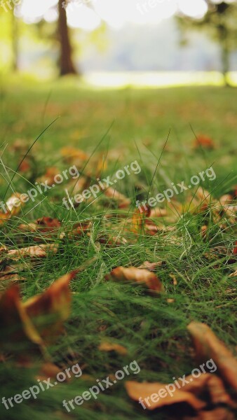 Grass Leaves Lawn Green Nature