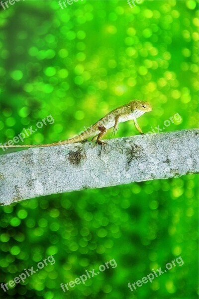 Iguana Lizard Animal Branch Green