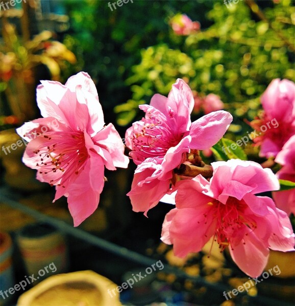 Pink Flowers Pots Garden Free Photos