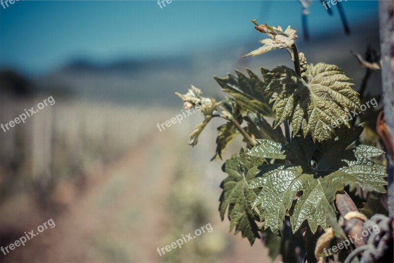 Leaf Leaves Blurry Free Photos