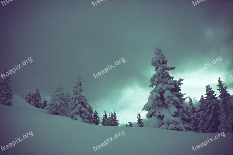 Winter Snow Trees Dark Cloudy