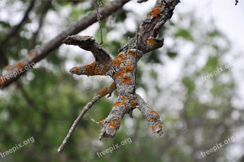 Lichen Tree Branch Nature Overgrown