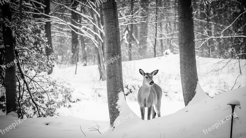 Deer Animal Woods Forest Hunting