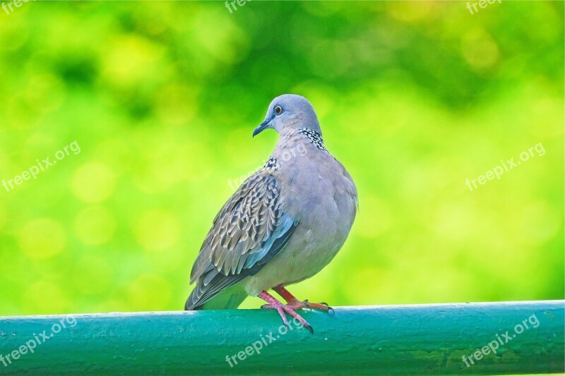 Pigeon Bird Animal Perched Free Photos