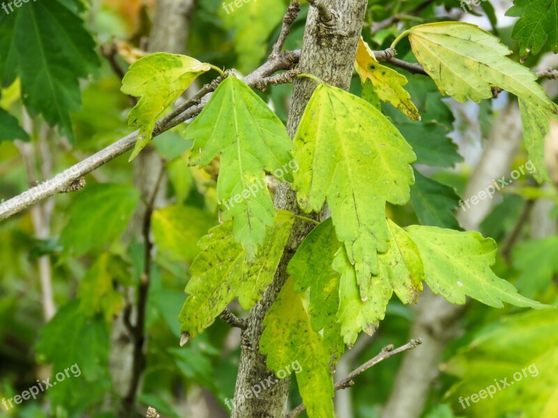 Plants Leaves Tree Twigs Branches