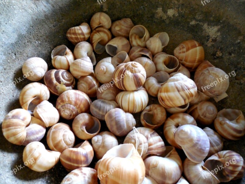 Snail Shells Animal Spiral Nature