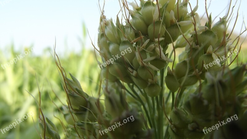 Sorghum Farm Closeup Harvesting Green