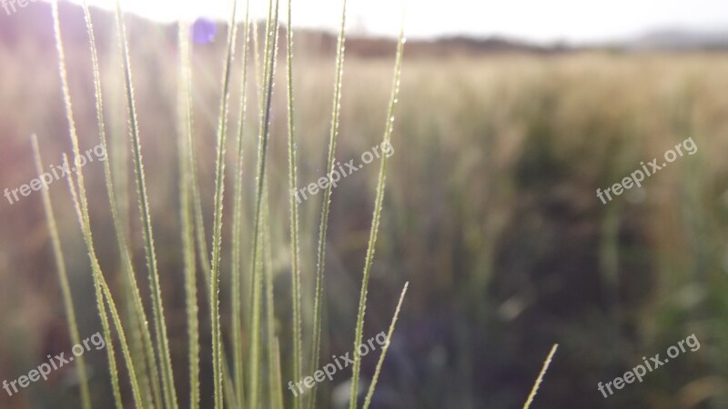 Crop Sunlight Grass Closeup Leaf