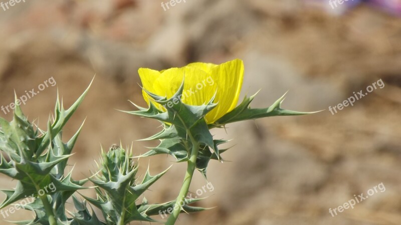 Flower Cactus Flower Yellow Flower Nature Plant