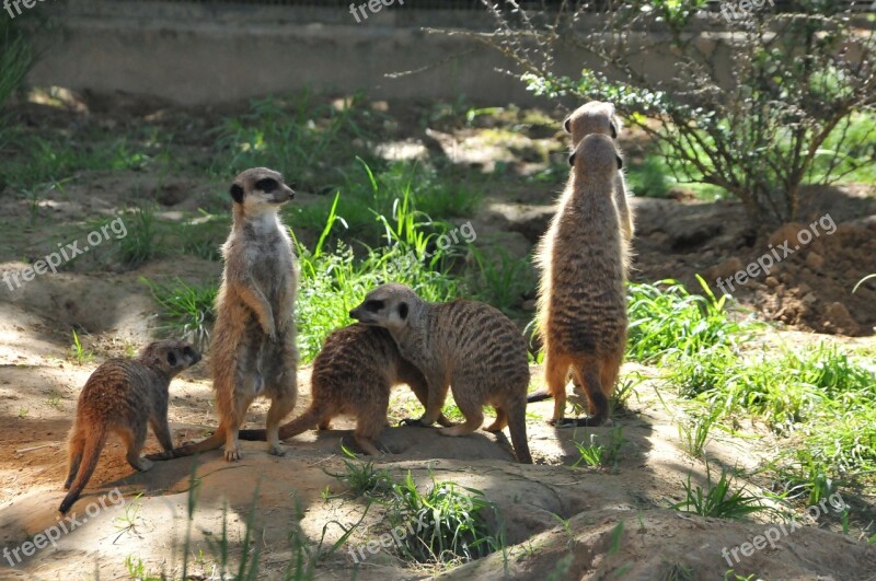 Meerkat Animals Curious Free Photos