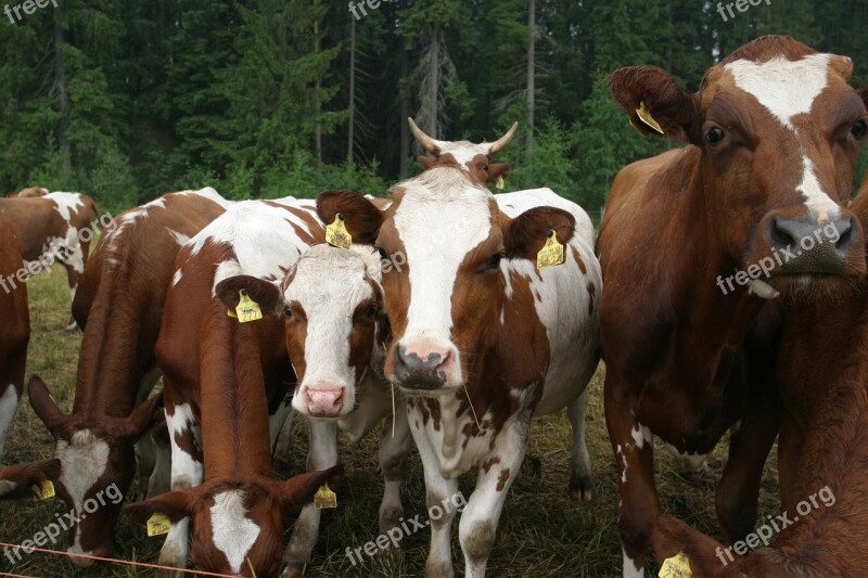 Cows Mosquitoes Look Free Photos