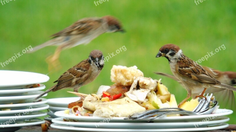 Sparrow Party Crowded Free Photos